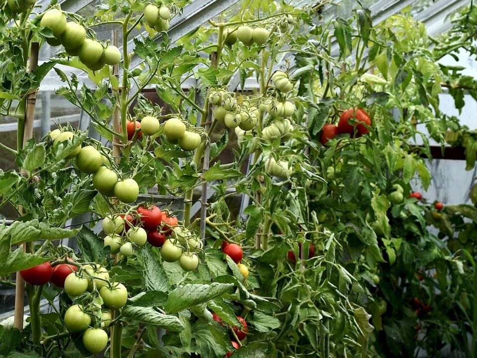 Landbrugsbesøg-tomatplantage-malta-studierejser-alfatravel.