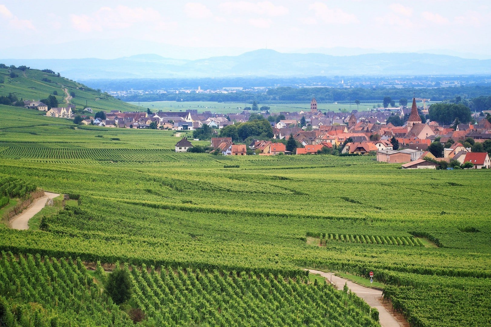 Studietur Strasbourg vingård